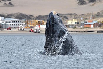 Paquete Puerto Madryn