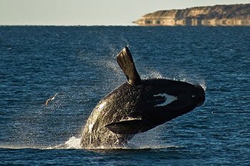 puerto madryn vacaciones de invierno